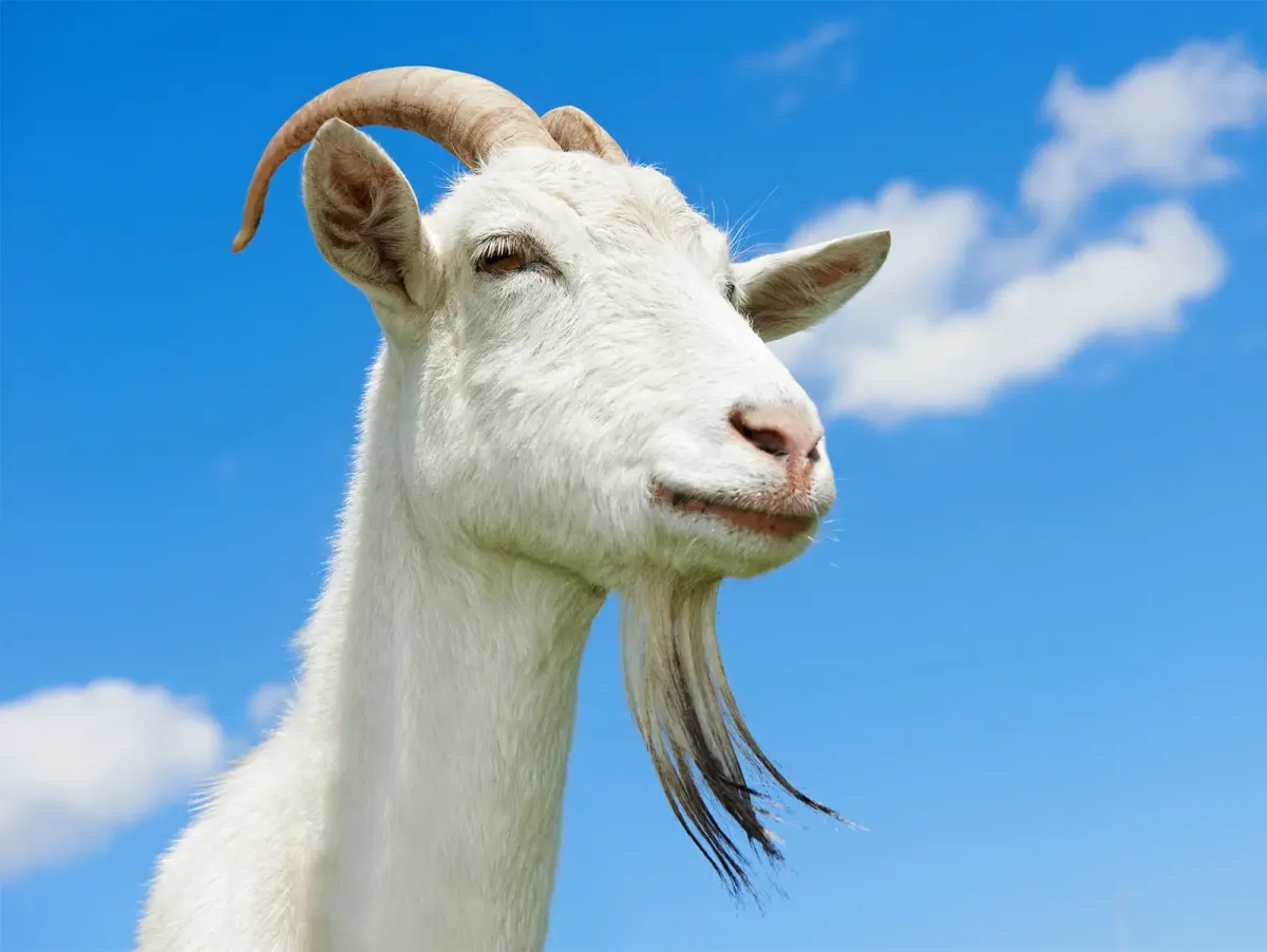 Which Animal Is the Smartest?