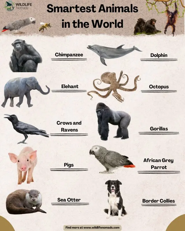 Top 12 Smartest Animals in the World (You'll Be Surprised!)