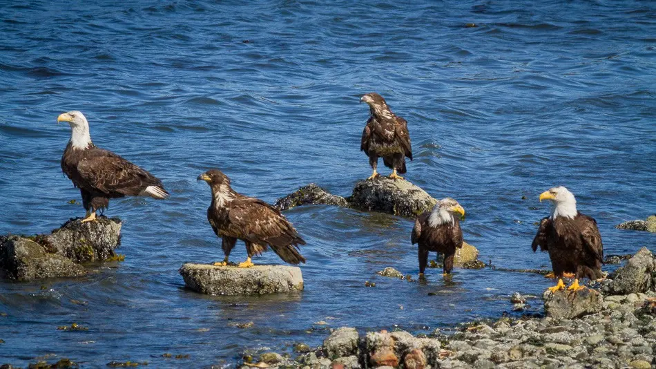 Bald Eagles on Vancouver Island BC