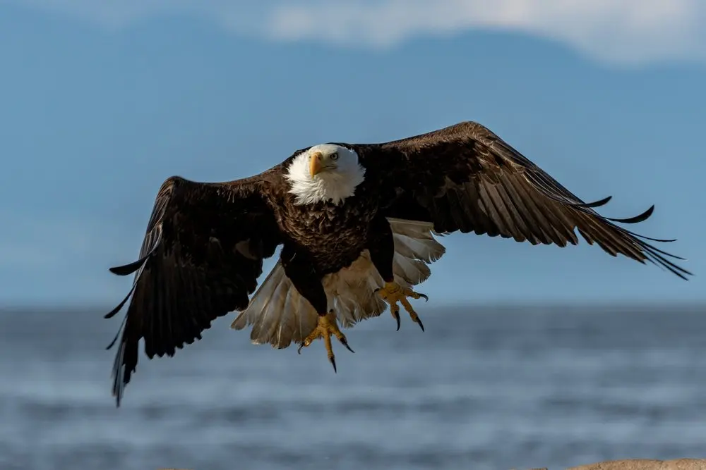 Bald Eagles Vancouver Island