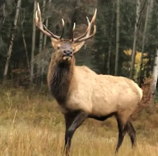 Are you Betting on an Elk Attack in Alberta?