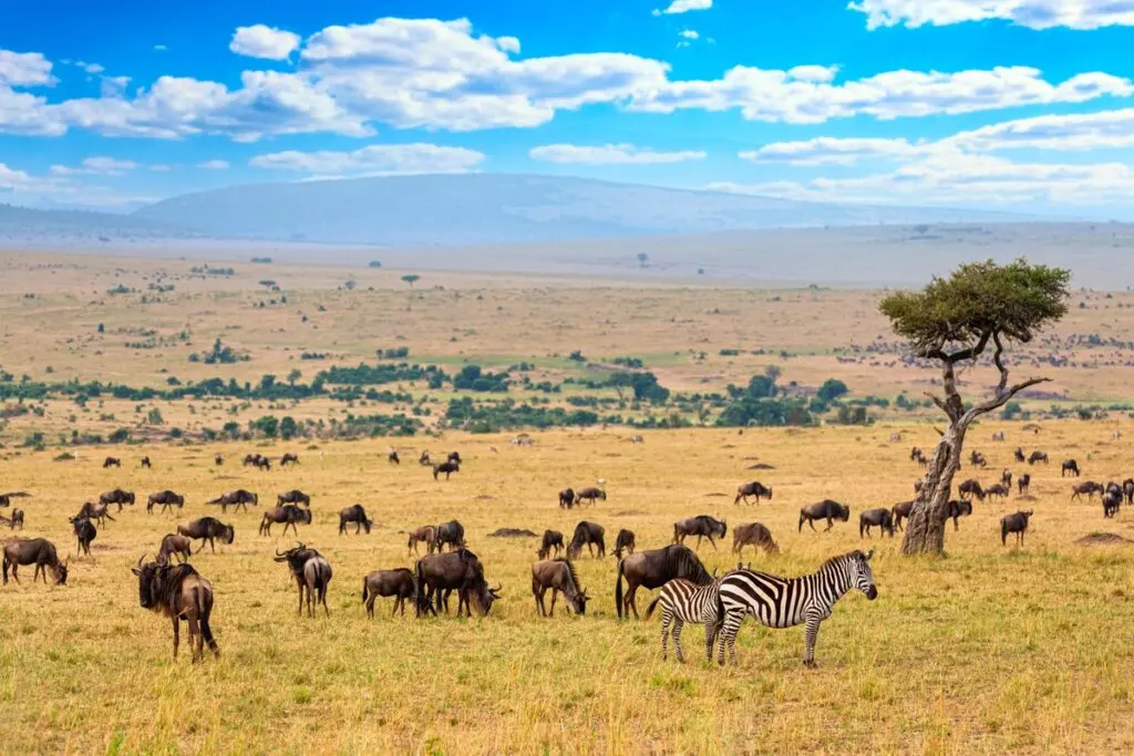 Savanna Biome: Types, Location, Climate, Plants, & Animals