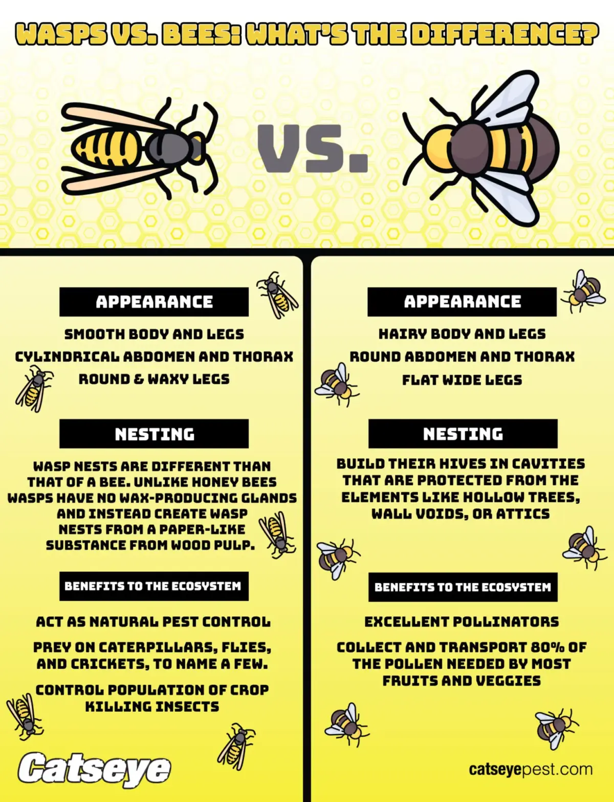 Bee wasp — image 2