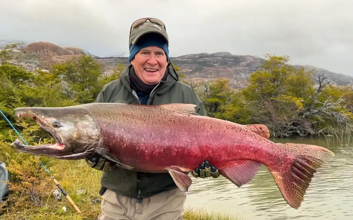 How big do salmon get