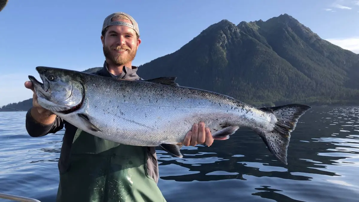 Chinook King Salmon