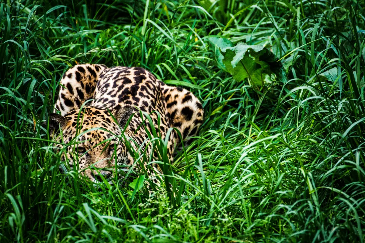 Jaguars in America: The case for rewilding the US southwest with big cats
