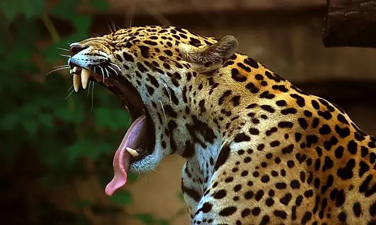 Where Do Jaguars Live?