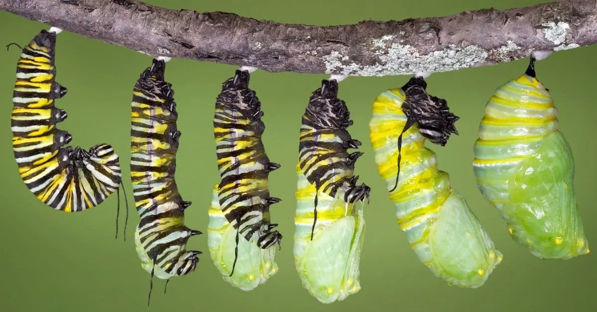 Monarch Butterfly Caterpillar: Everything You Need to Know