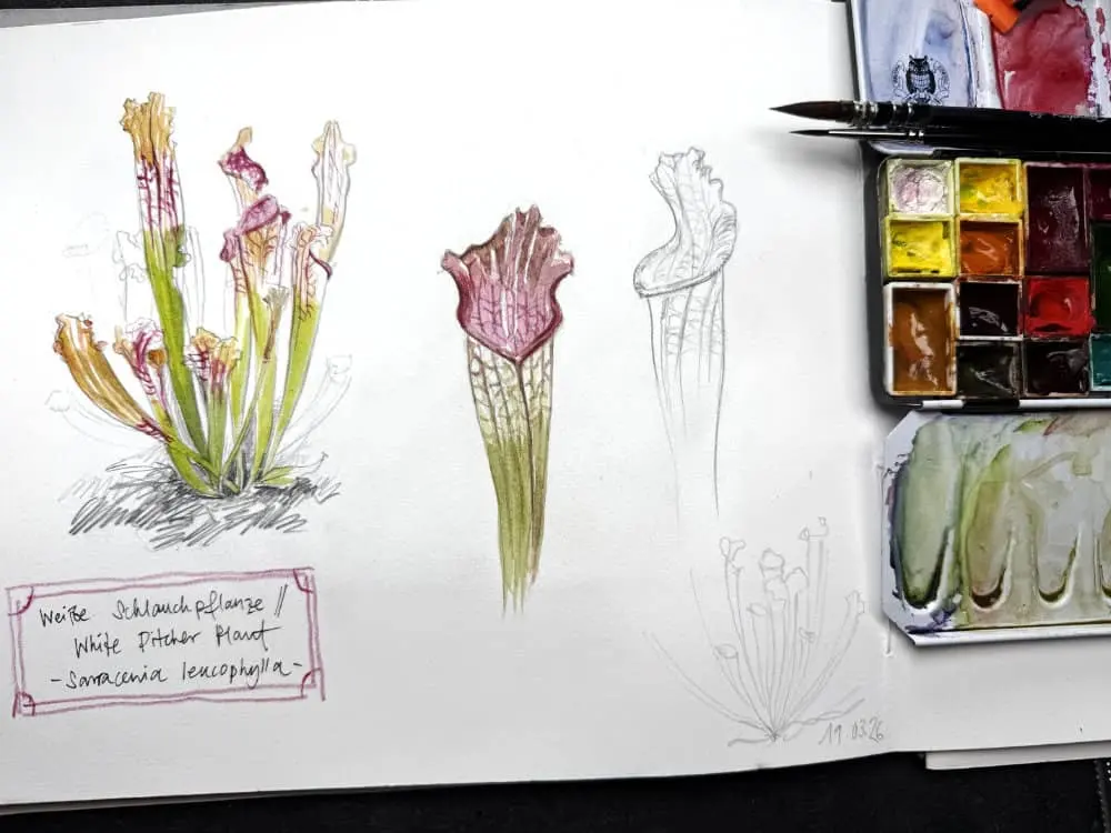 Botanical Sketching tips: creating dynamic study pages