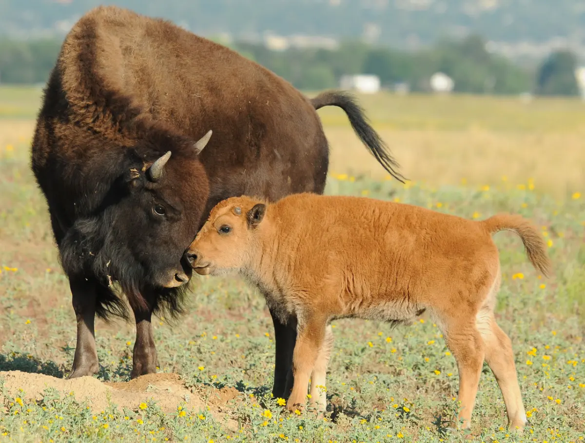 15 Facts About Our National Mammal: The American Bison