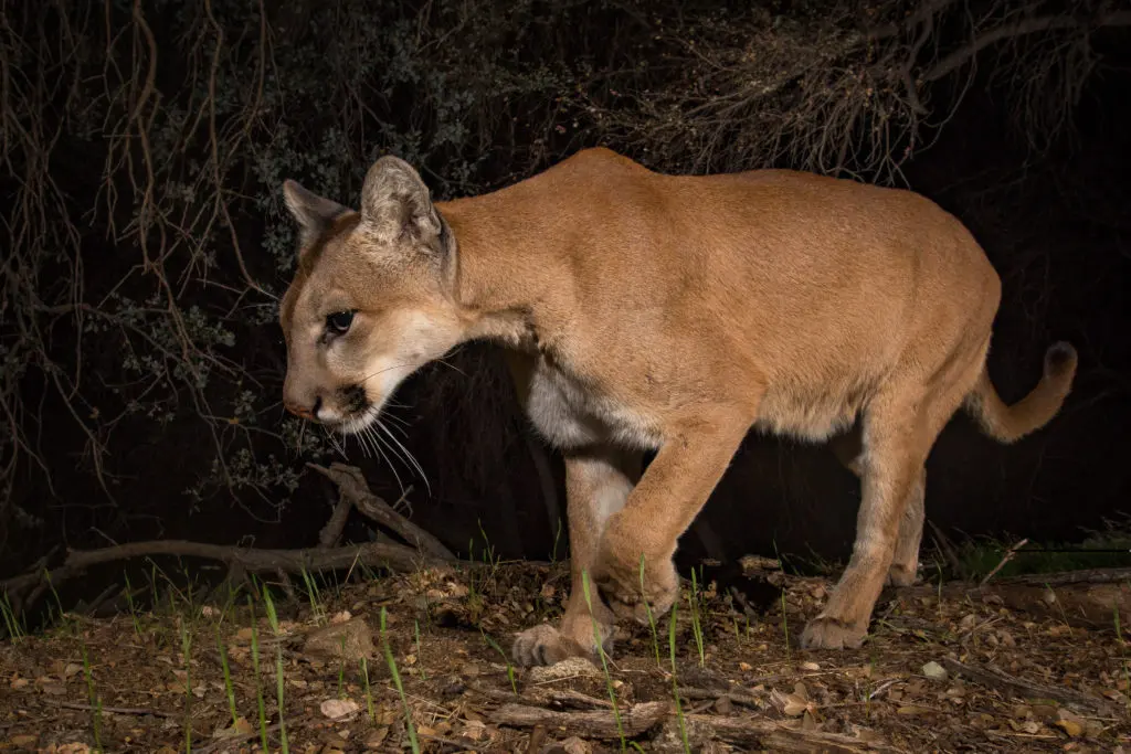 How big do cougars get