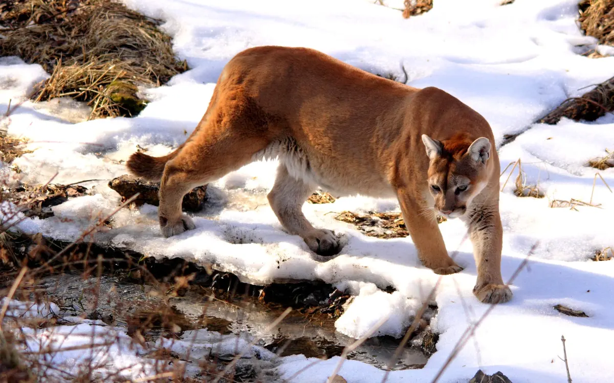 Big cougars — image 2