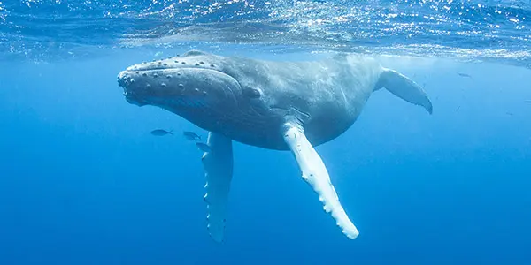 Humpback Whale