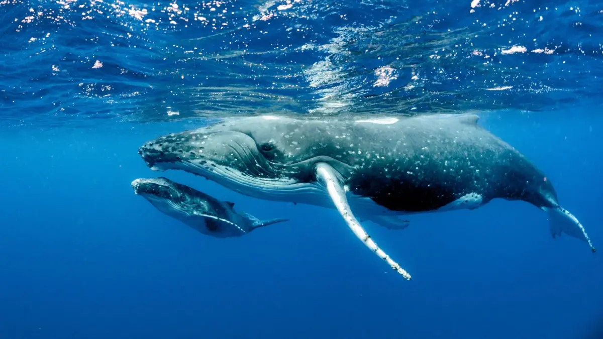 Humpback Whale Lifecycle: Birth, Migration and Growth