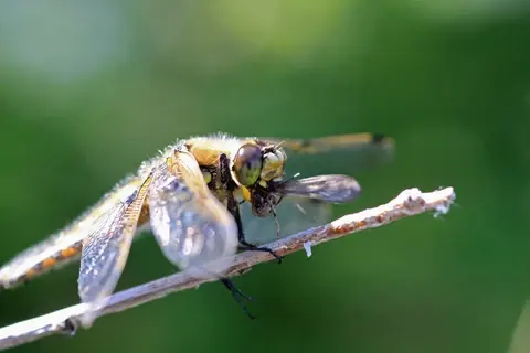 Dragonflies vs. Mosquitoes: How to Attract Nature's Tiny Pest Patrol