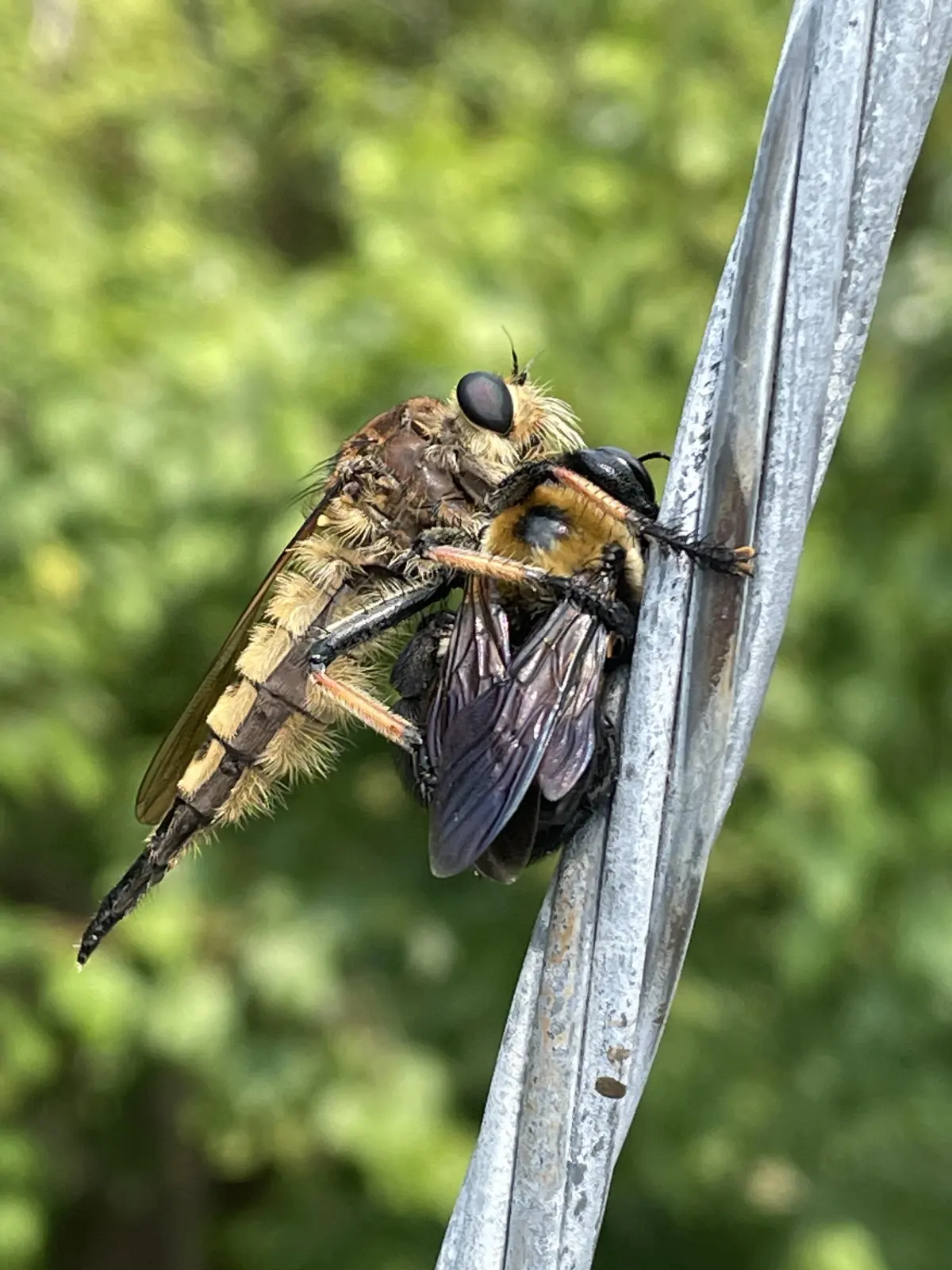 Dragonflies eat — image 3