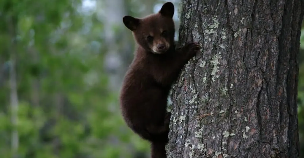 What's a Baby Bear Called + 5 More Amazing Facts!