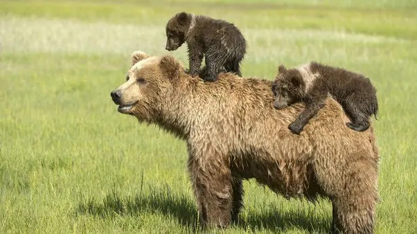 What is a baby bear called?