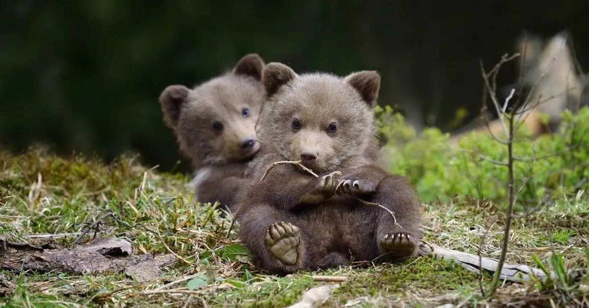 What's a Baby Bear Called + 5 More Amazing Facts!