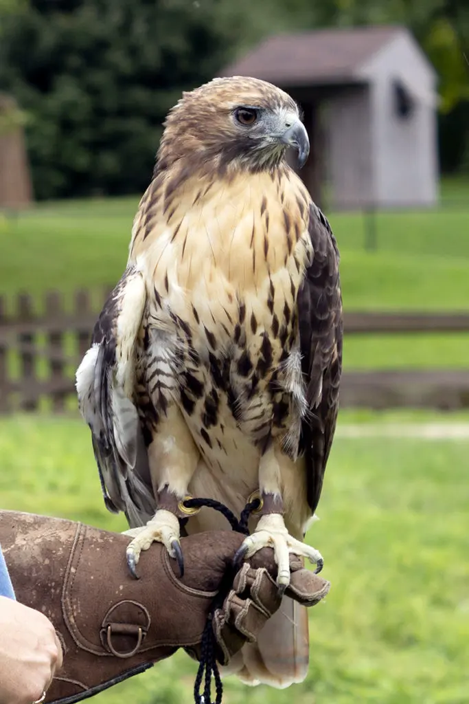 Big hawks — image 2