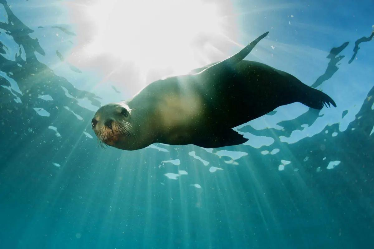 California Sea Lion