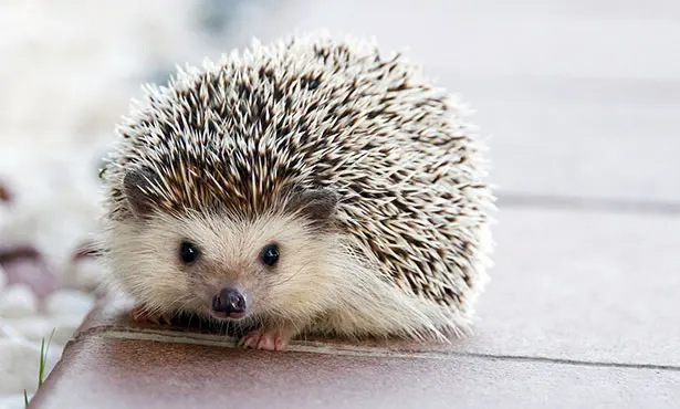 Hedgehogs live — image 2