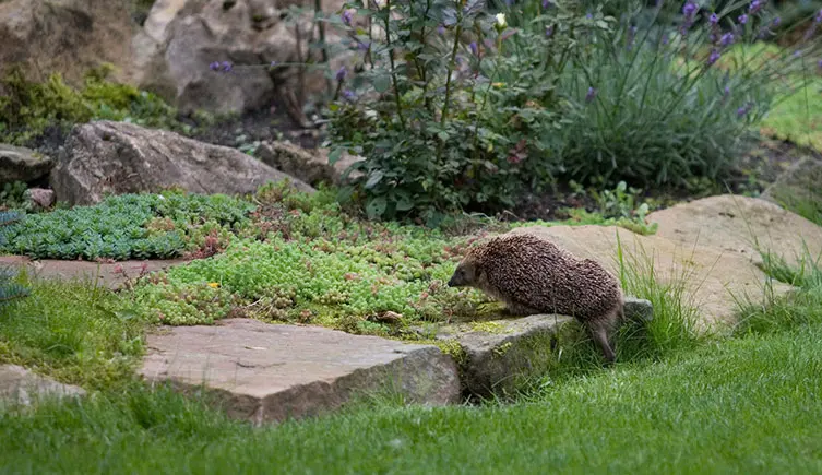 Hedgehogs live — image 3
