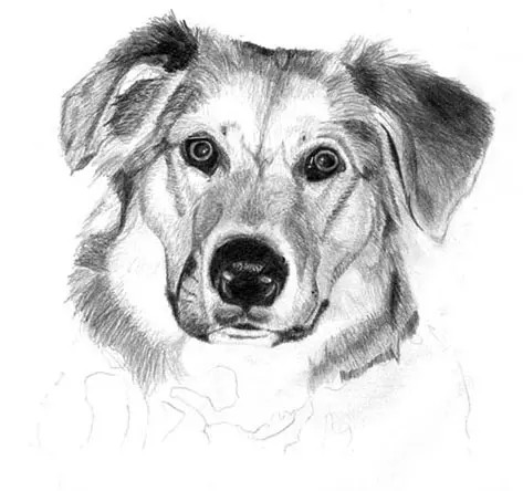 Learn how to draw a dog, graphite art lesson