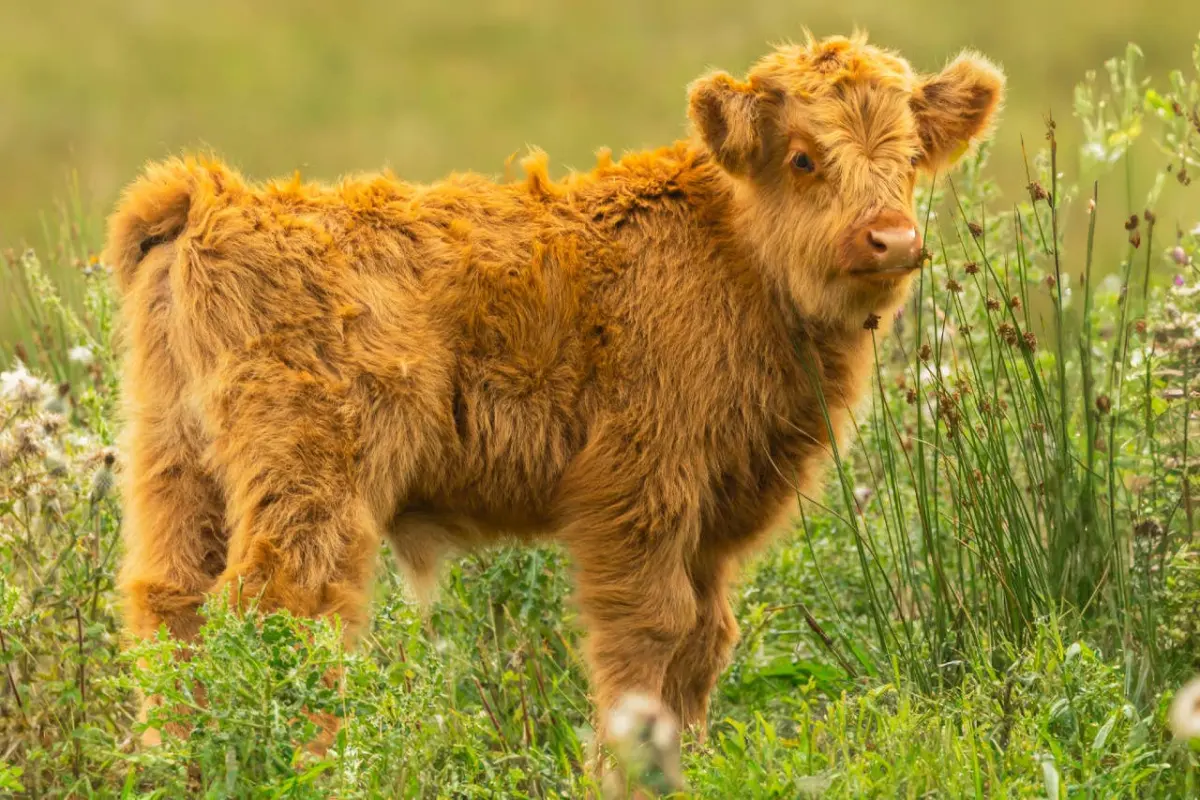 250 Highland Cow Names That Are as Cute as They Are