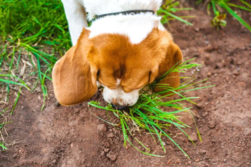 Is It Safe for a Dog to Eat Grass?