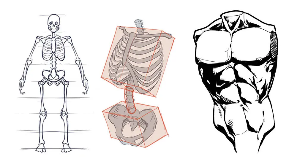 How To Draw The Torso: Front View