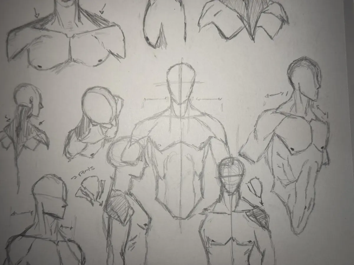 How to Draw Anatomy (The Male Torso)