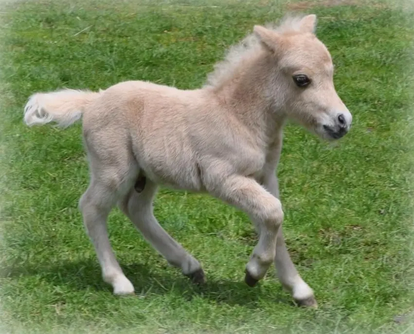 Baby Horse: What is It Called, Facts