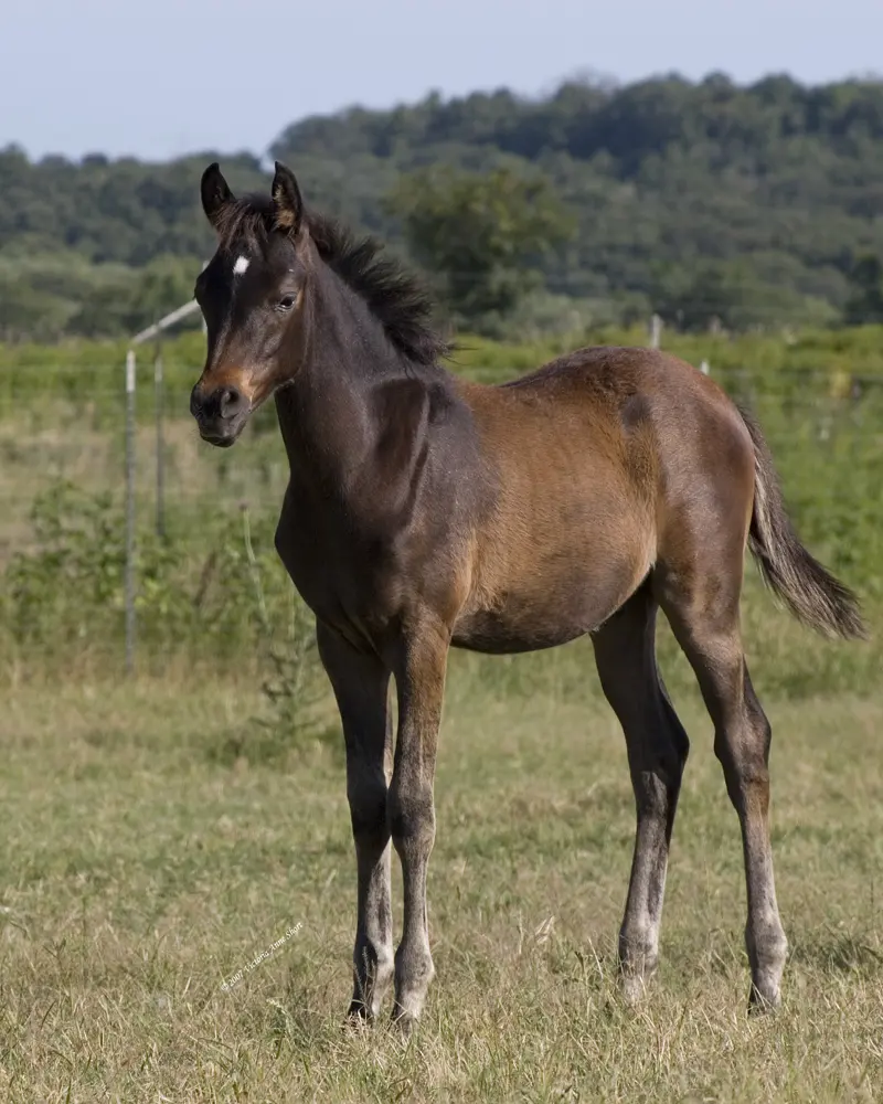 Baby horse called — image 2