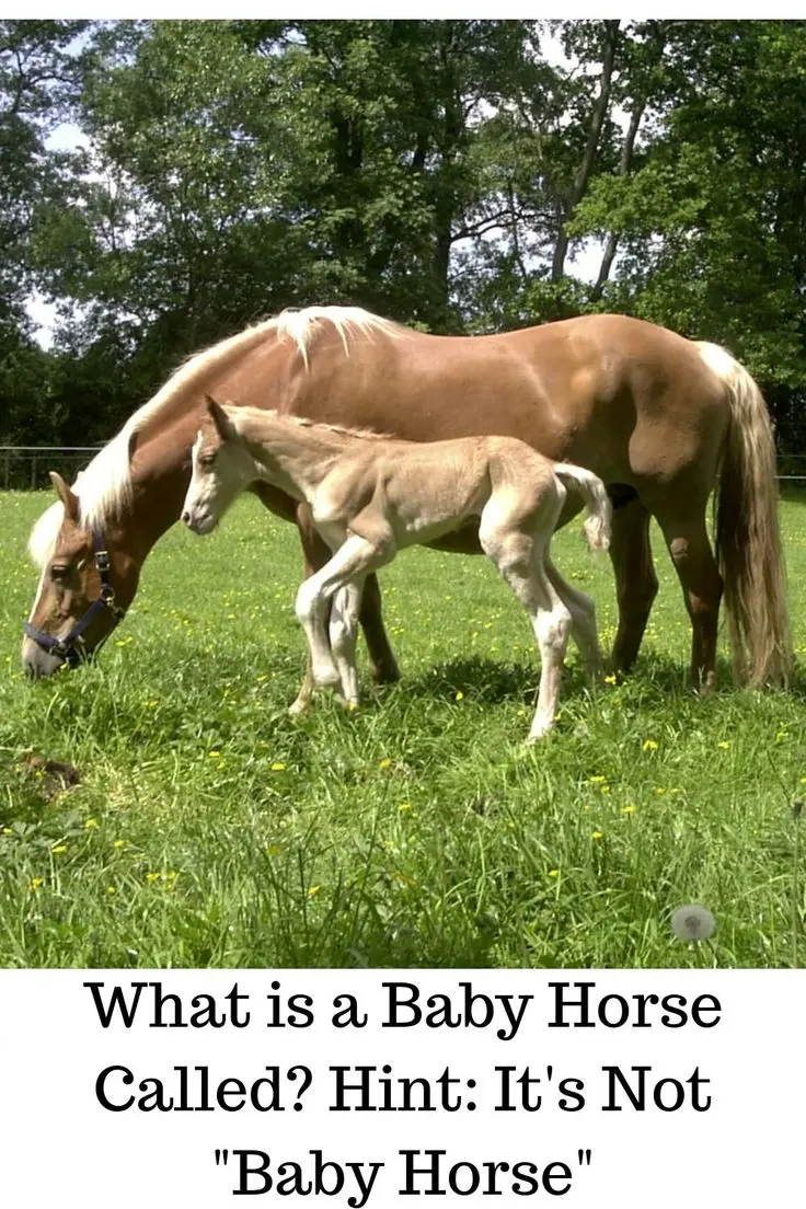 What is a Baby Horse Called? Hint: It's Not "Baby Horse"