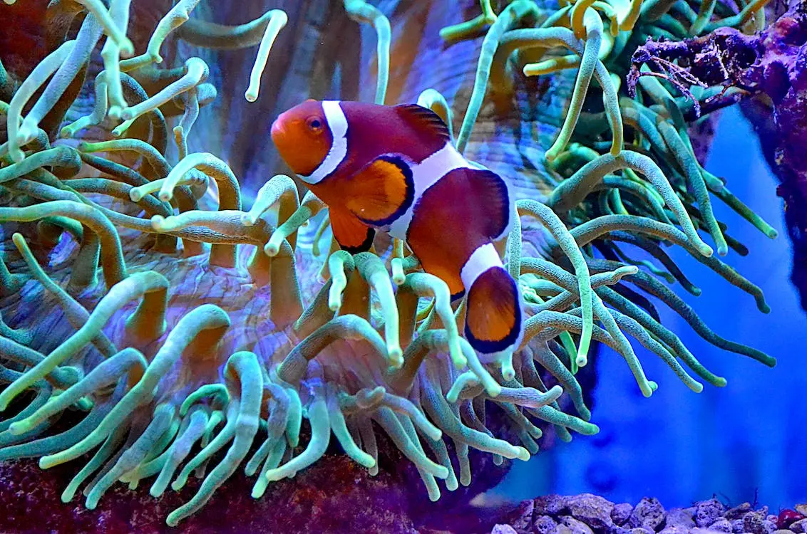 How Long Do Clownfish Live? Explore Their Lifespan Journey