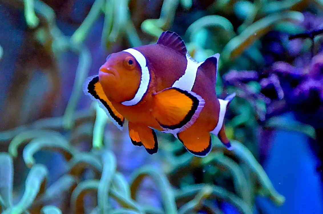 Salty Underground: Ocellaris Clownfish Information and Care