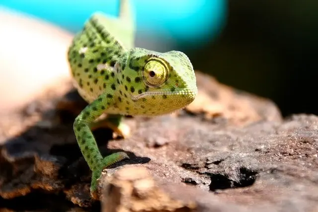 How Long Do Chameleons Live? Explore the Average Chameleon Lifespan