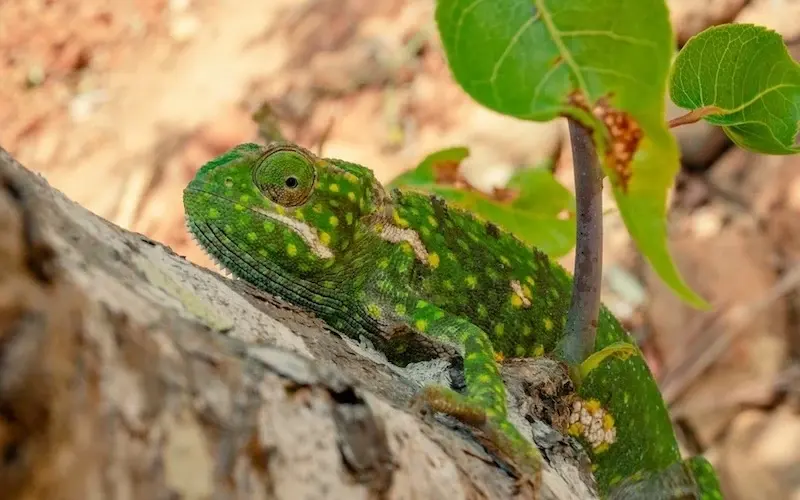 Where Do Chameleons Live?
