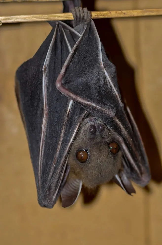 This is how bats survive deadly viruses better than humans