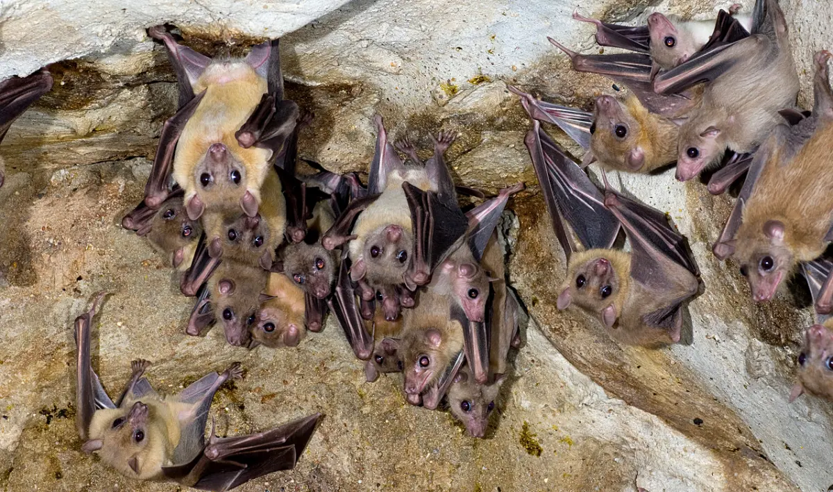 Bats not a threat to public health, but important for ecosystems