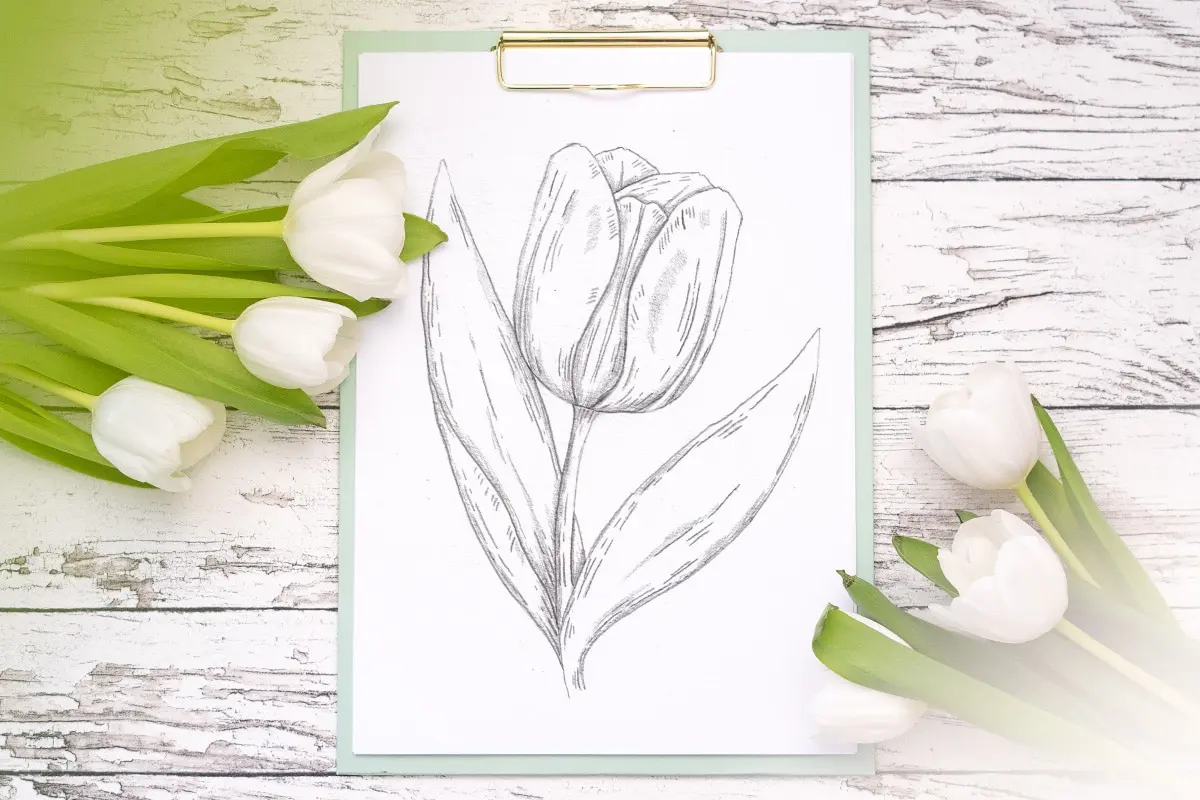 How to draw a tulip (easy step-by-step) 🌷