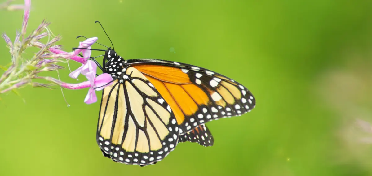 What do Monarch Butterflies Eat? Milkweed 101