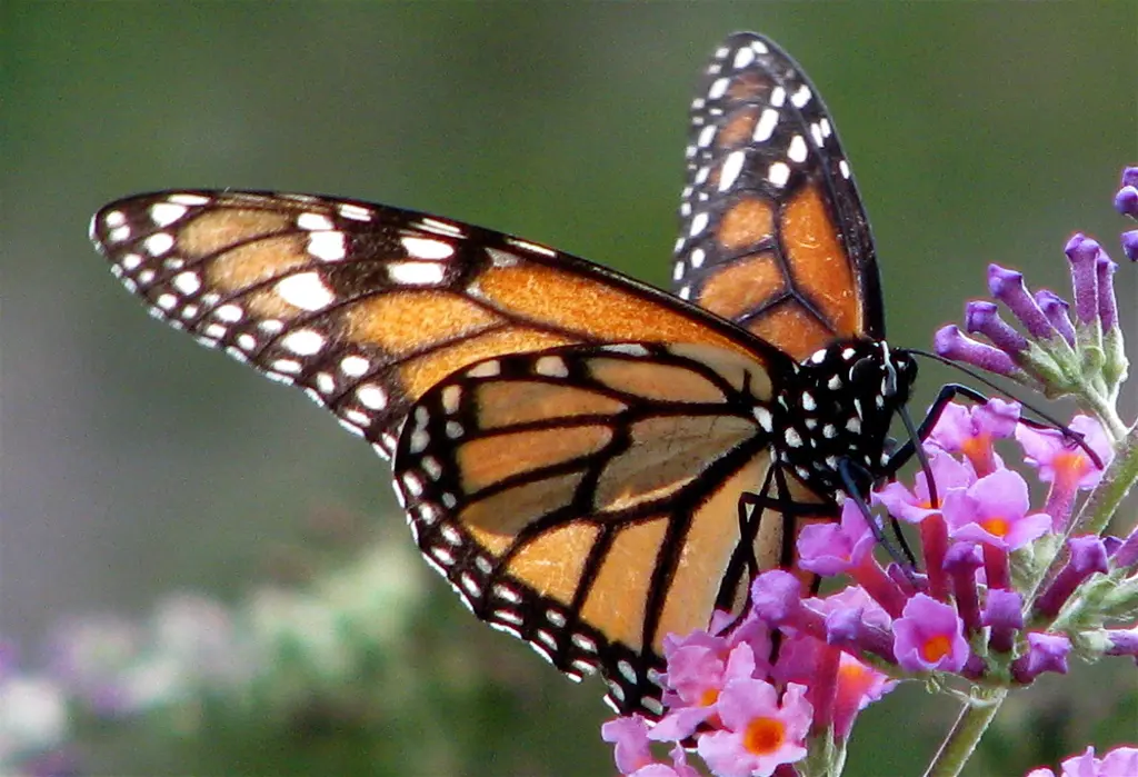 Monarch butterflies are losing habitat