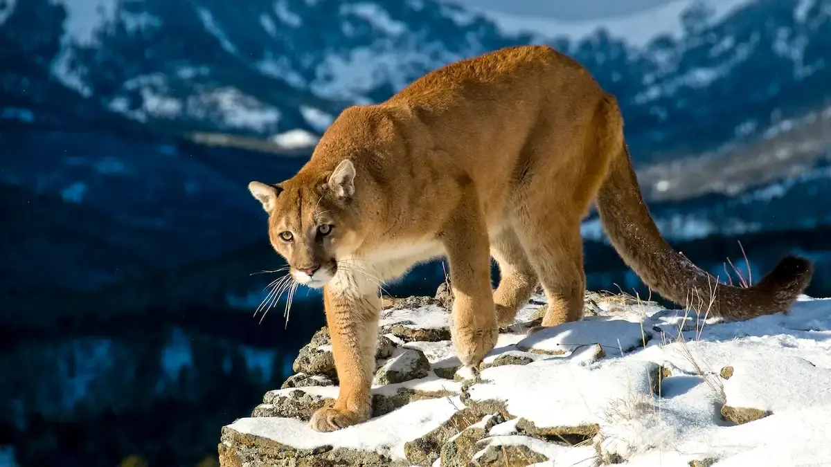Cougars dangerous humans — image 2