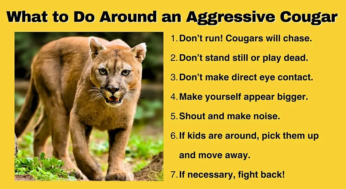 Cougars dangerous humans — image 3