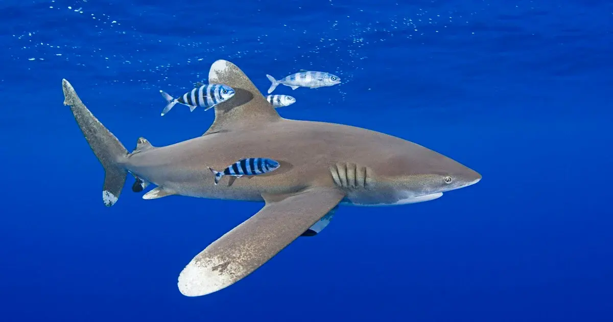 Sharks