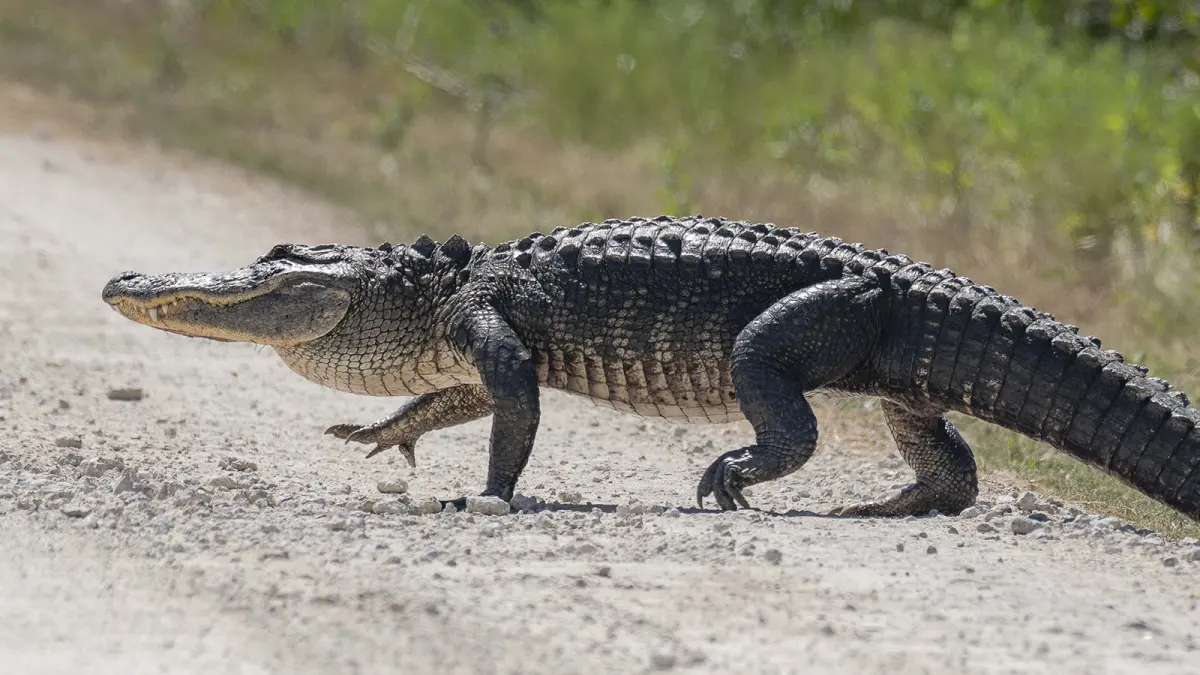 Big alligators — image 2