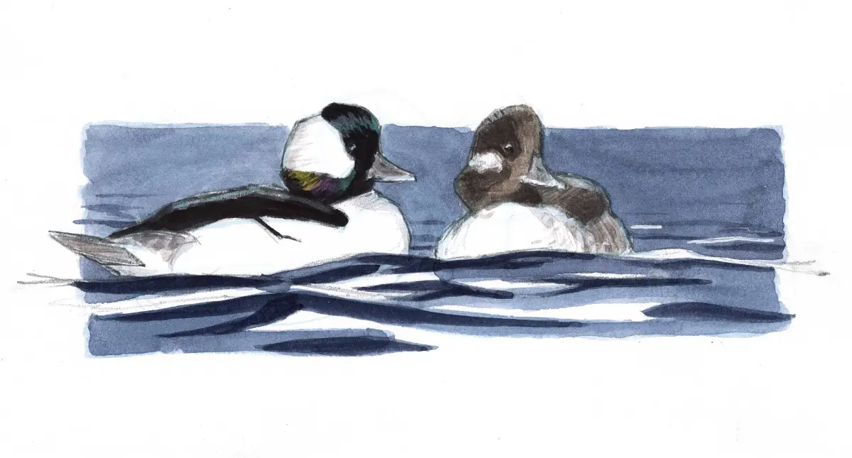 How to draw ducks and waterfowl (video workshop)