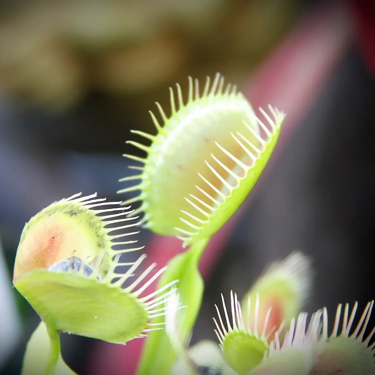 Growing Carnivorous Plants as Houseplants